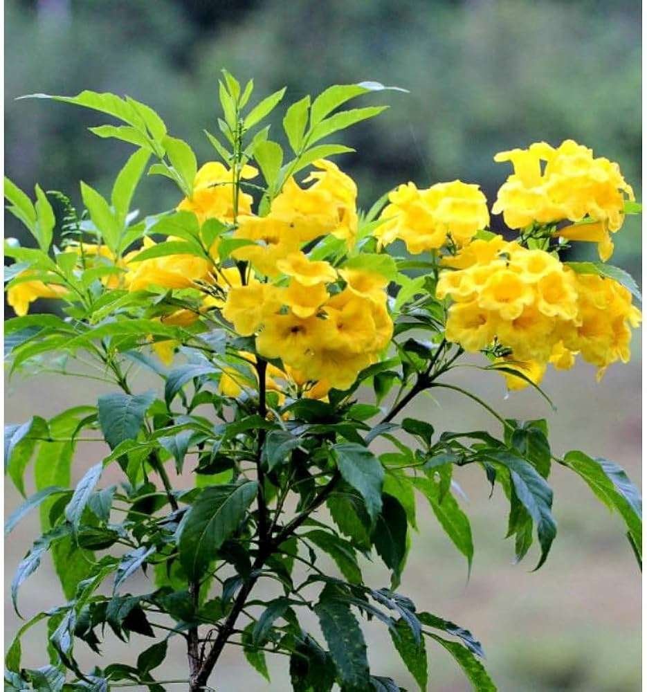 Yellow Bells (Tecoma stans)